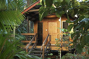 Cape Tribulation QLD Tourism Cairns