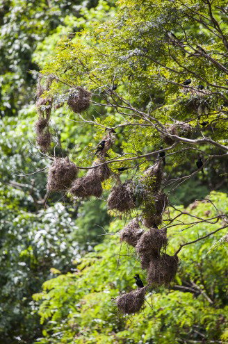 Lake Placid Tourist Park - Tourism Cairns 4