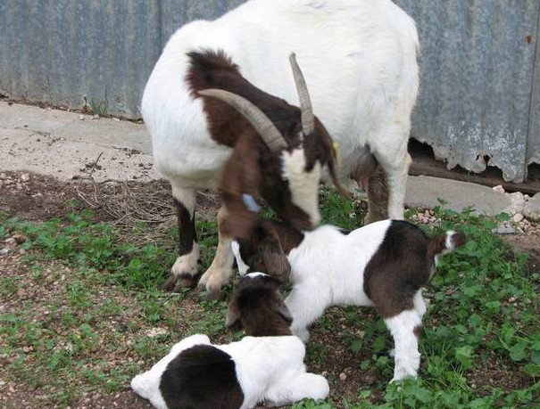 Weetulta SA Tourism Cairns