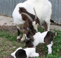 Redwing Shearer's Quarters - Tourism Cairns