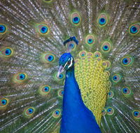 Willunga Peacock Farm Bed and Breakfast - Tourism Cairns
