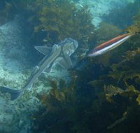 Honeymoon Bay - Tourism Cairns