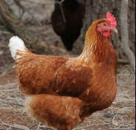 Avonmore Estate Biodynamic Winery - Tourism Cairns