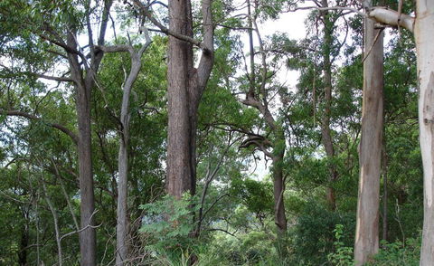 Bamboo Retreat - Tourism Cairns 1
