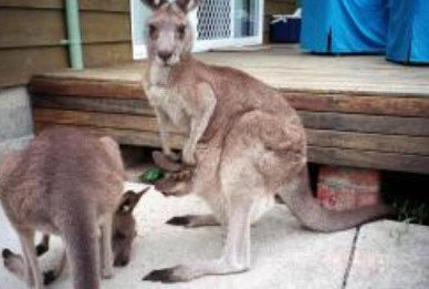 Chalet Chic - Tourism Cairns 5