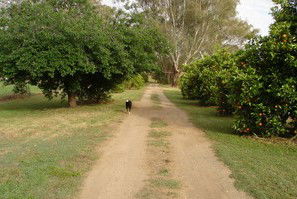 Murray Bank Holiday Units And Yabby Farm - Tourism Cairns 5