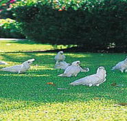 Aurora Kakadu - Tourism Cairns