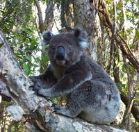 O'Carrollyns At One Mile Beach - Tourism Cairns