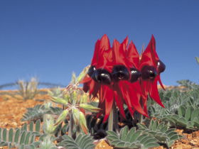 Andamooka Motel - Tourism Cairns 0