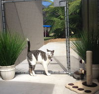 Caringbah Cat Hotel - Tourism Cairns