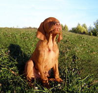 Wingham Pet Motel - Tourism Cairns