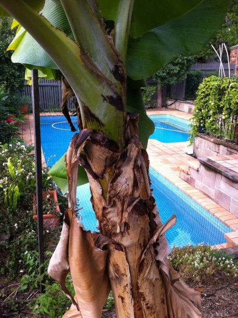 Bardon B&B - Tourism Cairns 5