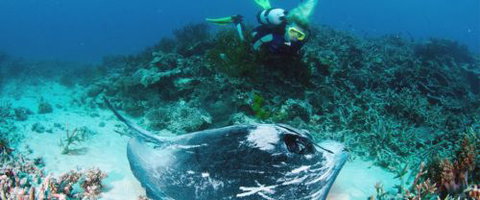 Heron Island Resort - Tourism Cairns 0