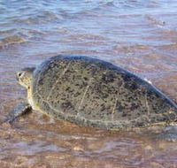 Mackerel Islands - Tourism Cairns