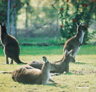 Tangkuinya - Tourism Cairns