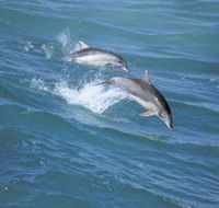 Seachange - Tourism Cairns