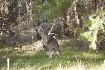 Yering Gorge Cottages By The Eastern Golf Club - Tourism Cairns 6