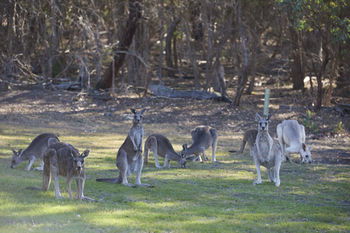 Yering Gorge Cottages By The Eastern Golf Club - Tourism Cairns 12