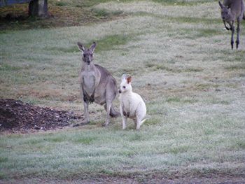 Yering Gorge Cottages By The Eastern Golf Club - Tourism Cairns 1