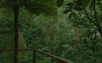 Kondalilla Eco Resort - Tourism Cairns 7