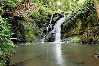 Kondalilla Eco Resort - Tourism Cairns 63