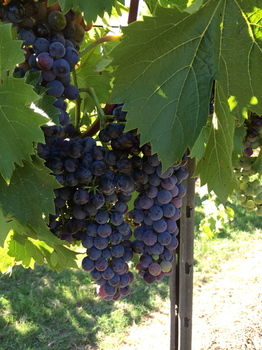 Lilies Luxury Retreats - Tourism Cairns 27