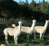 Blackwattle Farm BampB and Farm Stay - Tourism Cairns