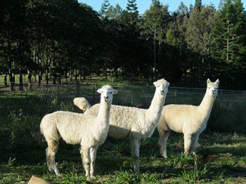 Blackwattle Farm B&B And Farm Stay - Tourism Cairns 0