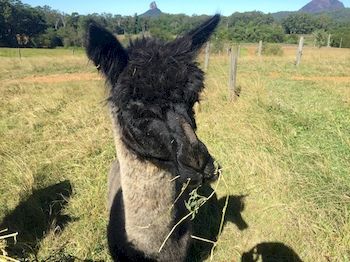 Blackwattle Farm B&B And Farm Stay - Tourism Cairns 4