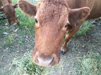 Blackwattle Farm B&B And Farm Stay - Tourism Cairns 5