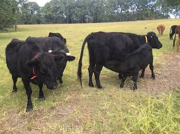 Blackwattle Farm B&B And Farm Stay - Tourism Cairns 8