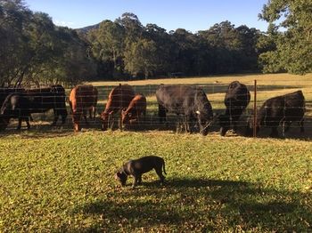 Blackwattle Farm B&B And Farm Stay - Tourism Cairns 13