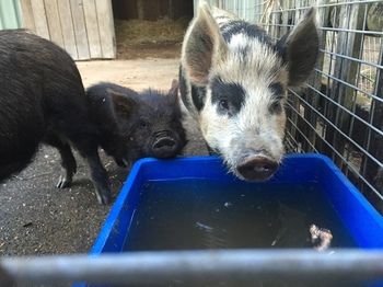 Blackwattle Farm B&B And Farm Stay - Tourism Cairns 14