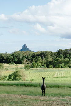 Blackwattle Farm B&B And Farm Stay - Tourism Cairns 38