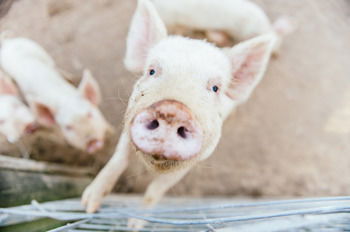 Blackwattle Farm B&B And Farm Stay - Tourism Cairns 41