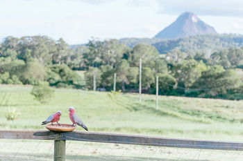 Blackwattle Farm B&B And Farm Stay - Tourism Cairns 42