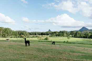 Blackwattle Farm B&B And Farm Stay - Tourism Cairns 43