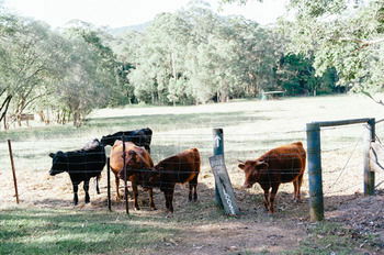 Blackwattle Farm B&B And Farm Stay - Tourism Cairns 44
