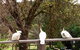 Australian Home Away @ Wonga Park Brushy Creek - thumb 0