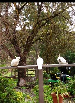 Australian Home Away @ Wonga Park Brushy Creek - Tourism Cairns 0