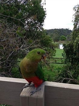 Australian Home Away @ Wonga Park Brushy Creek - Tourism Cairns 2