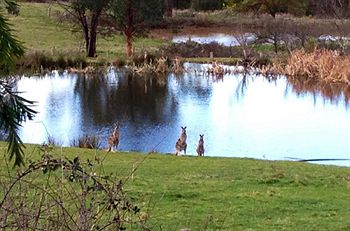 Australian Home Away @ Wonga Park Brushy Creek - Tourism Cairns 8