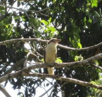 Sunshine Valley Cottages - Tourism Cairns