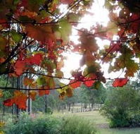 Elfin Hill Country Accommodation - Tourism Cairns