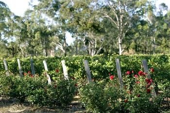 The Grange On Hermitage - Tourism Cairns 5