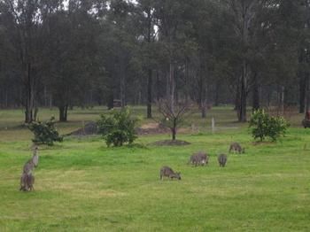 The Grange On Hermitage - Tourism Cairns 9