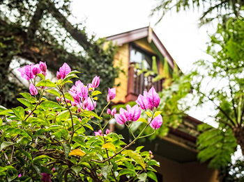 The Regents Park - Tourism Cairns 3