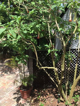 The Regents Park - Tourism Cairns 54