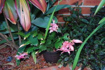 Cutmore Cottages - Bagala Bungalow - Tourism Cairns 35