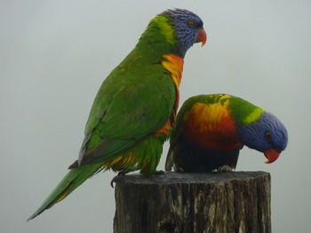 Bellthorpe Stays - Tourism Cairns 23